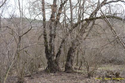 Alnus glutinosa